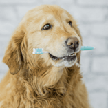 brosse à dents chien